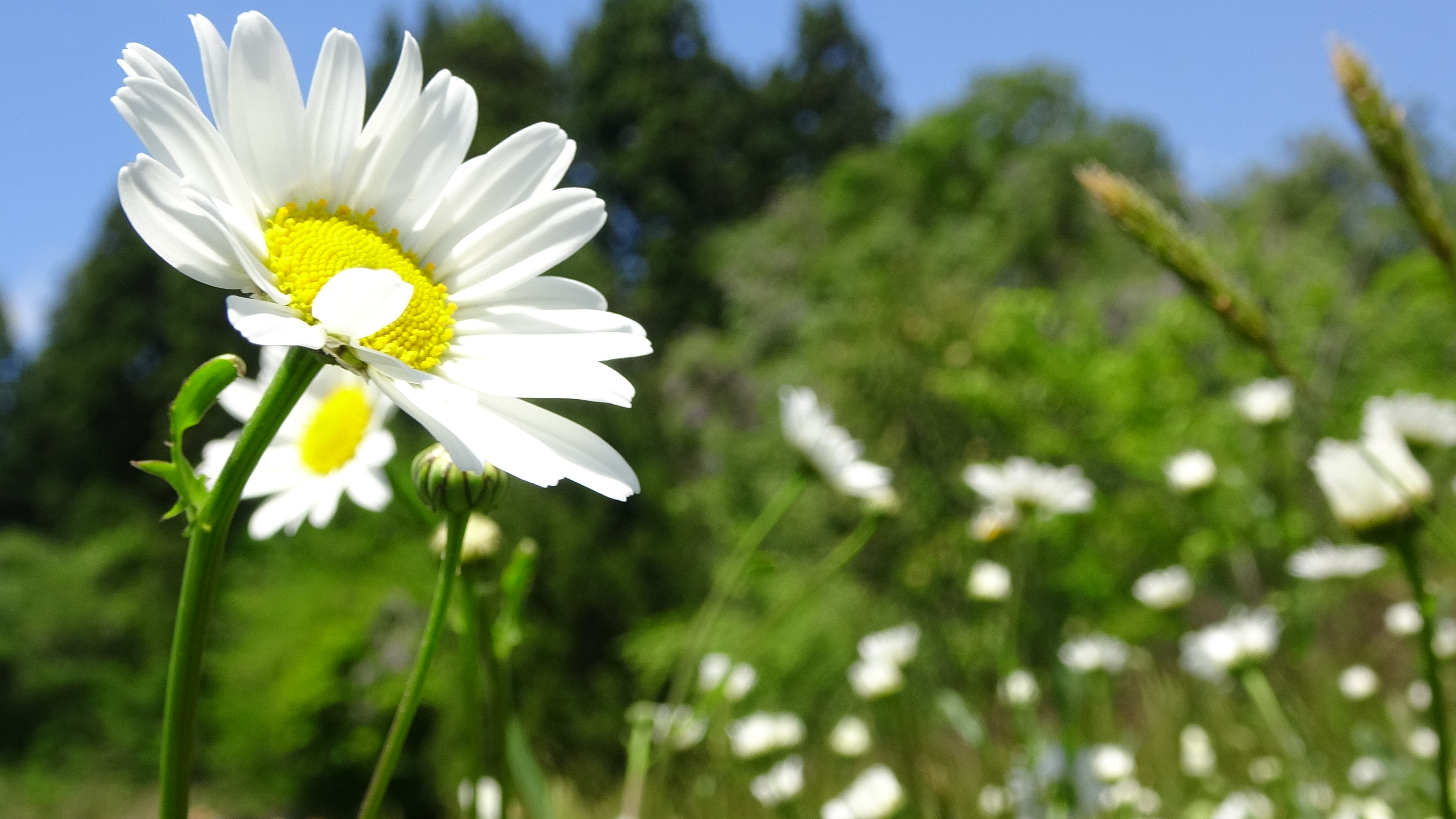 DASH村