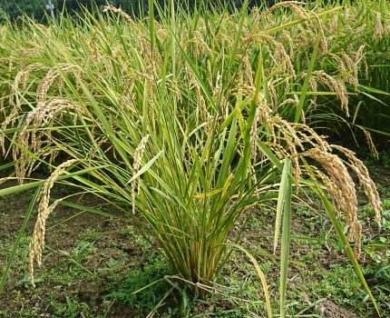 発症を抑える方法を見つけた可能性