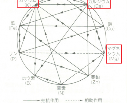マグネシウムの可能性
