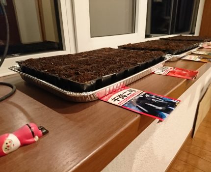 ハウス育苗？ 家の中育苗