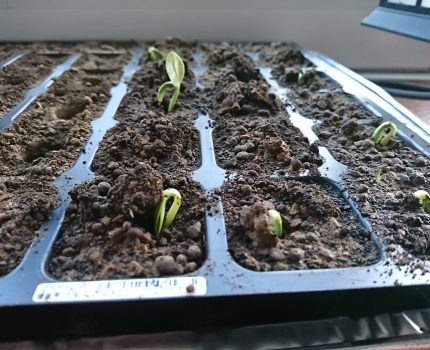 ズッキーニ、トウモロコシの発芽