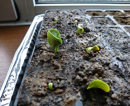 播種後8日目カボチャとトマトの発芽