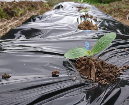 ズッキーニの定植とカボチャの鉢上げ