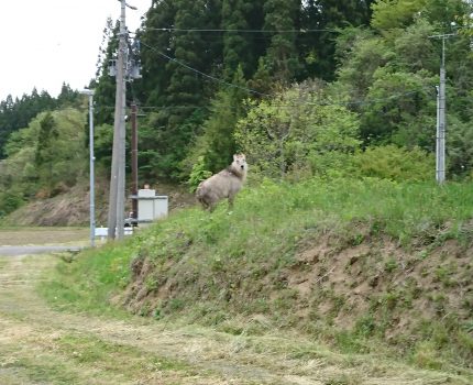 枝豆「秘伝」播種と定植時の植え方