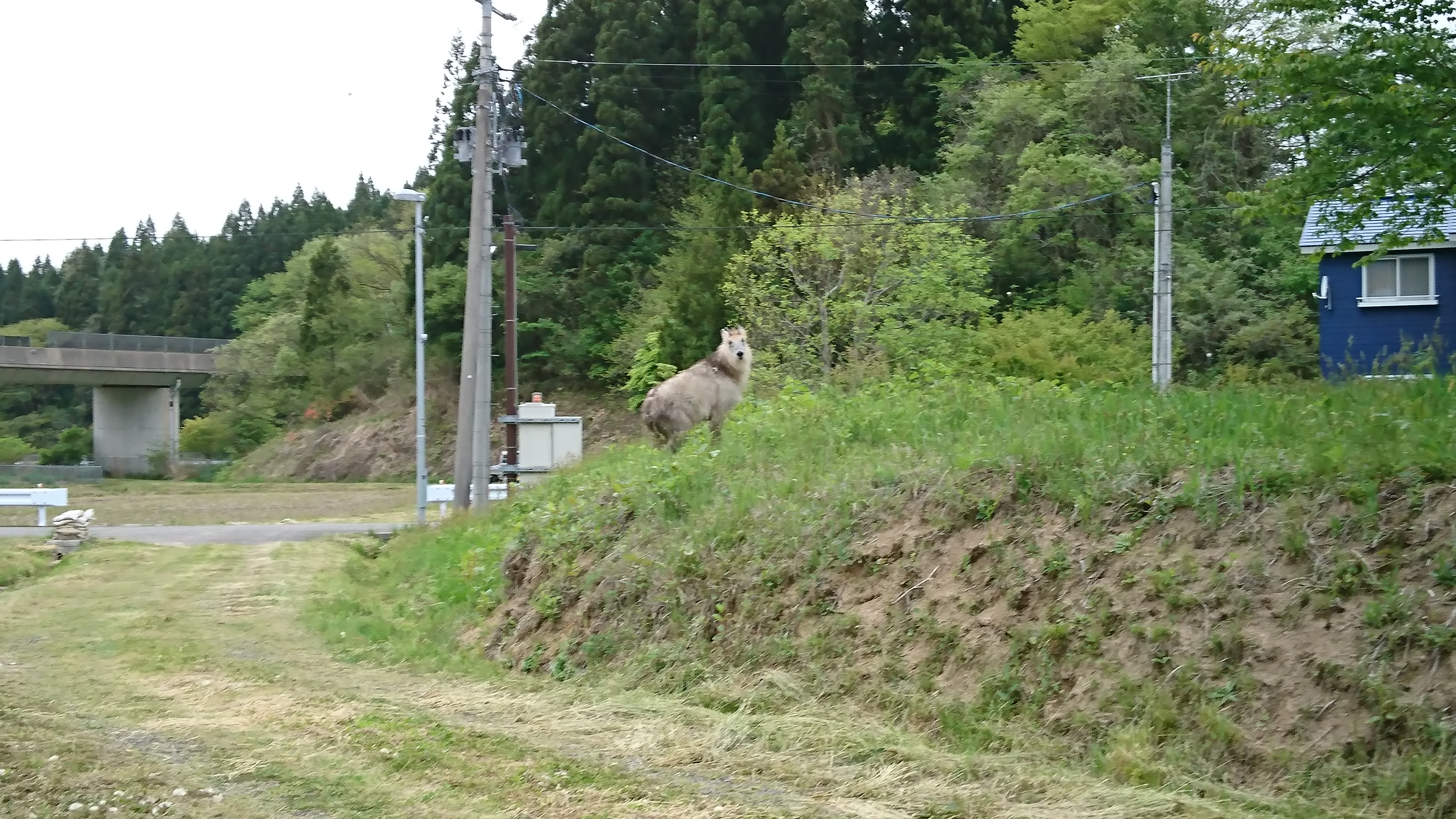 枝豆「秘伝」播種と定植時の植え方