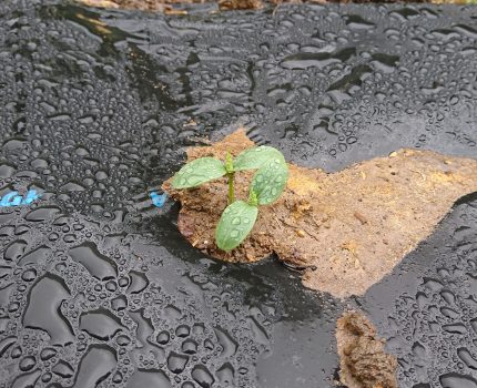 キュウリの露地育苗とポット育苗比較