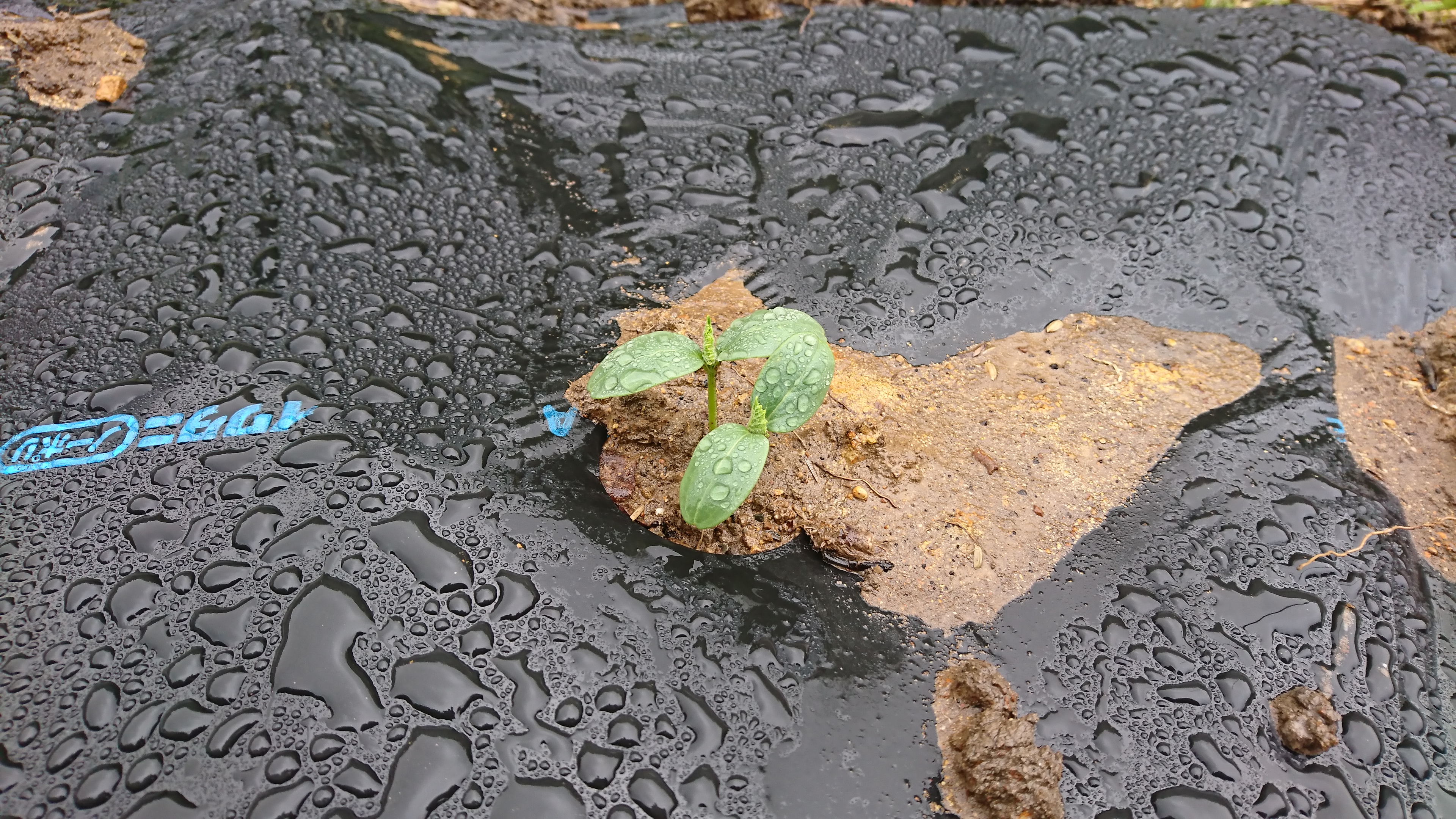 キュウリの露地育苗とポット育苗比較