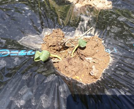 【失敗例】定植時の甘さと水やり