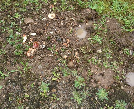 油断をすると荒らされるコンポスト対策