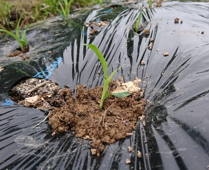 トウモロコシの定植