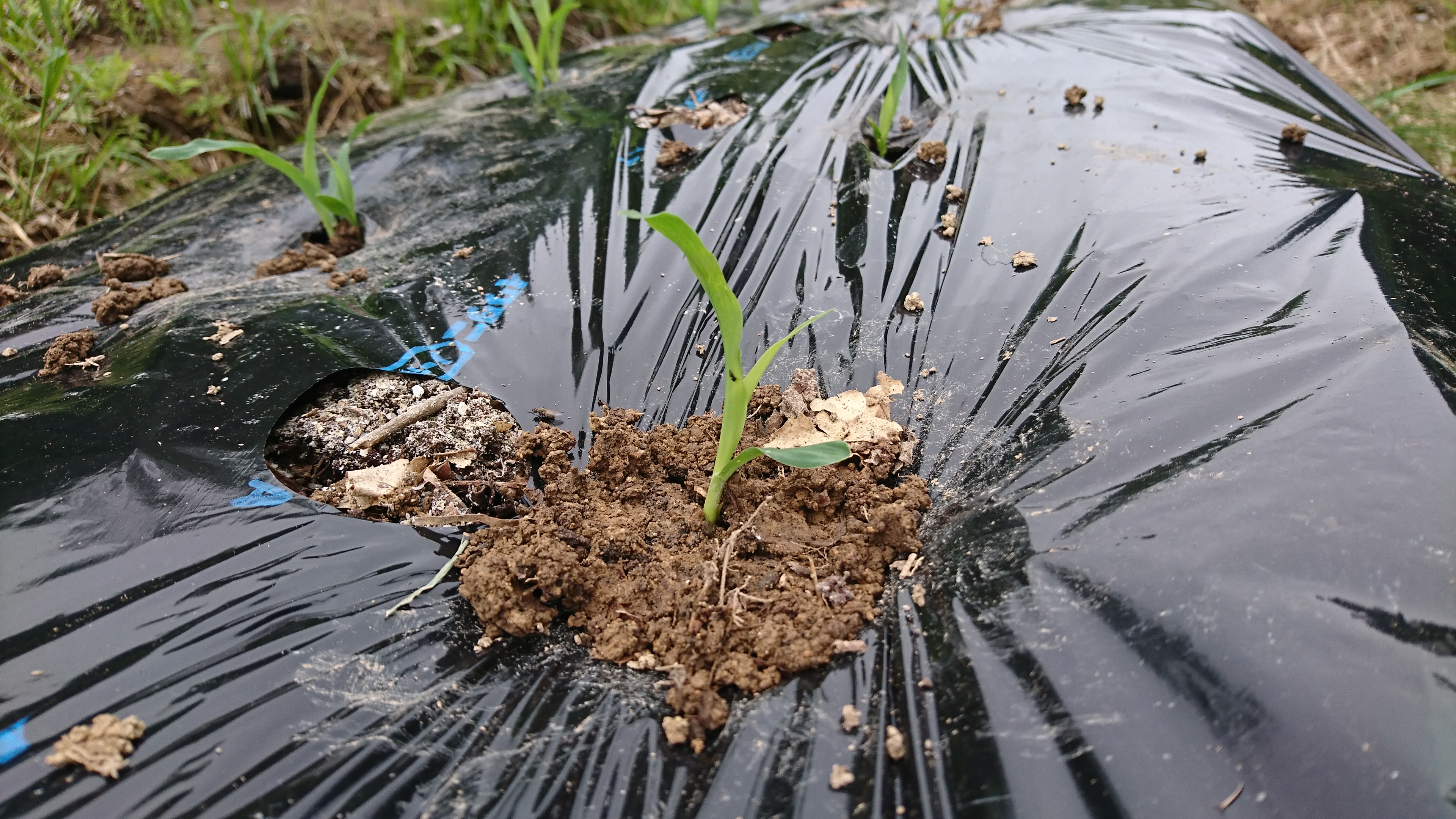 トウモロコシの定植