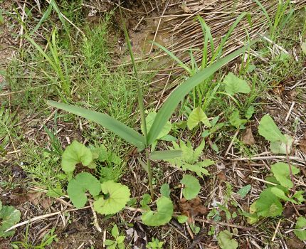 畑の雑草 アシ、フキ、ゼンマイ、スギナ