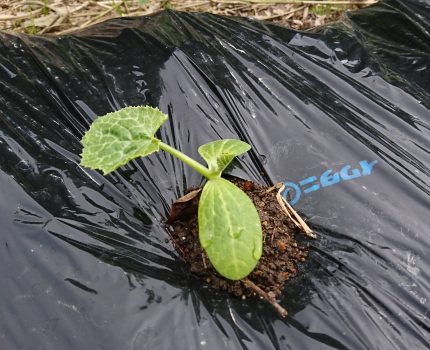 ほぼ無肥料、無加温、無農薬の野菜や稲の苗の様子