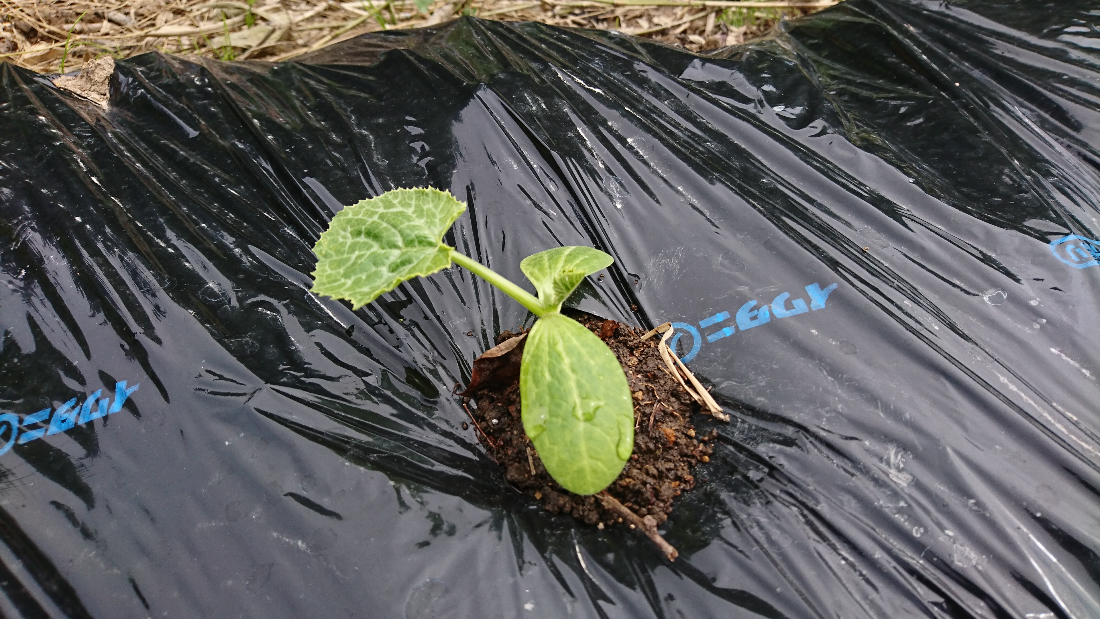 ほぼ無肥料、無加温、無農薬の野菜や稲の苗の様子