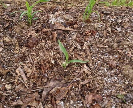 山と同じ環境で野菜を育てる