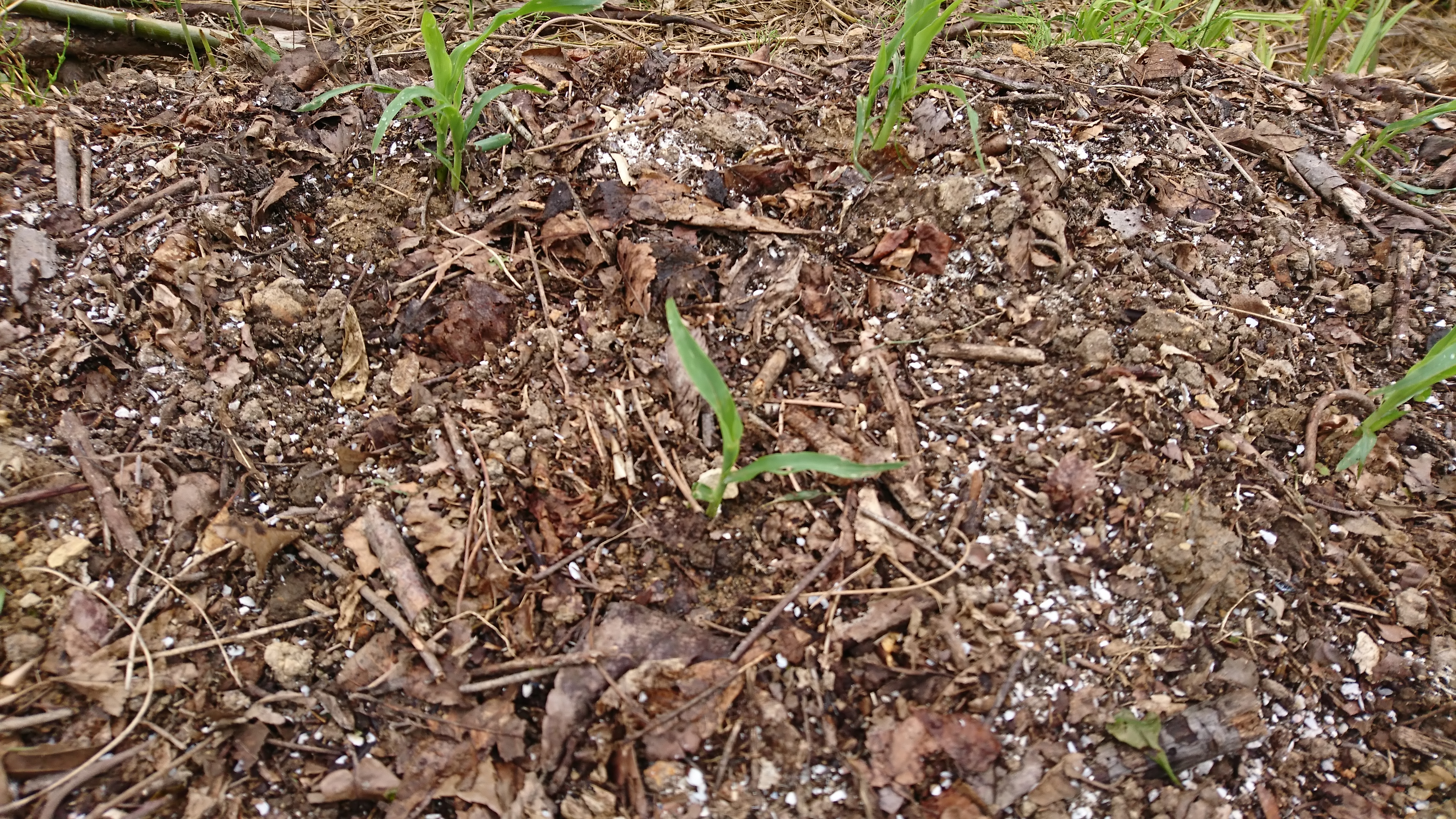 山と同じ環境で野菜を育てる