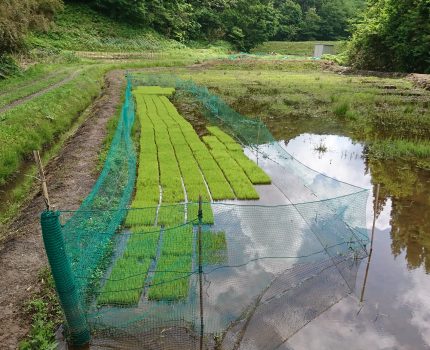 苗の様子と40年前の壊れたU字溝