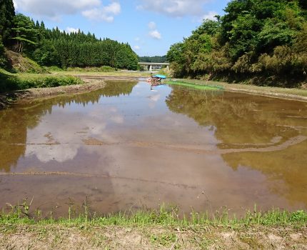 代掻きの仕上げとネギ坊主