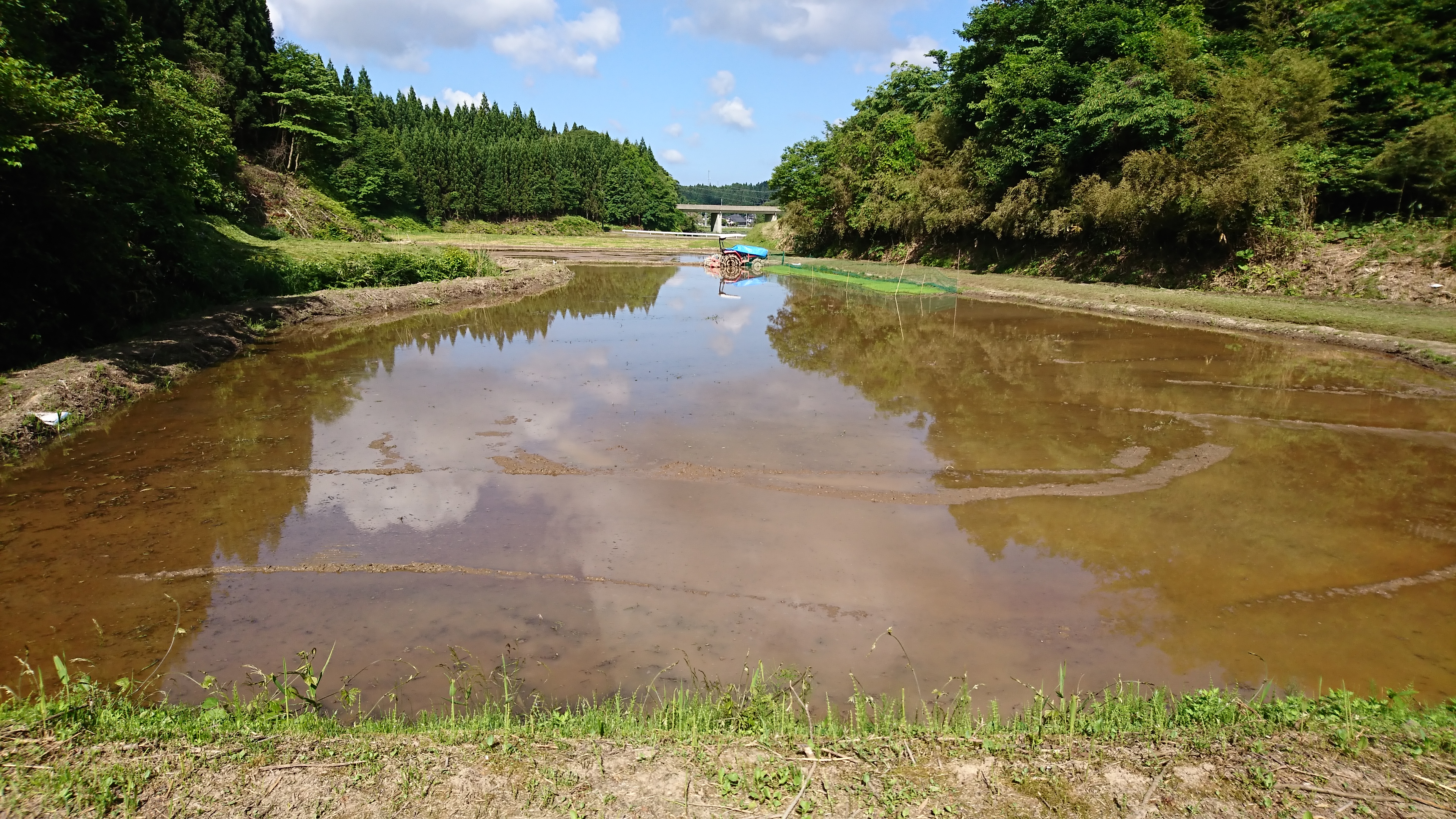 代掻きの仕上げとネギ坊主