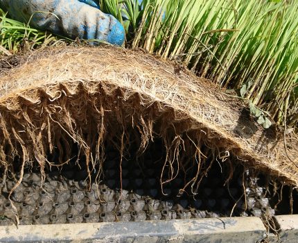 田植え中に倒れる