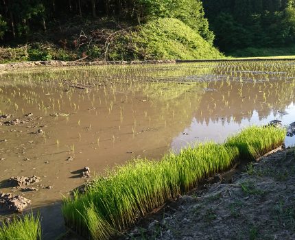 米糠ぼかし肥料除草の二日目