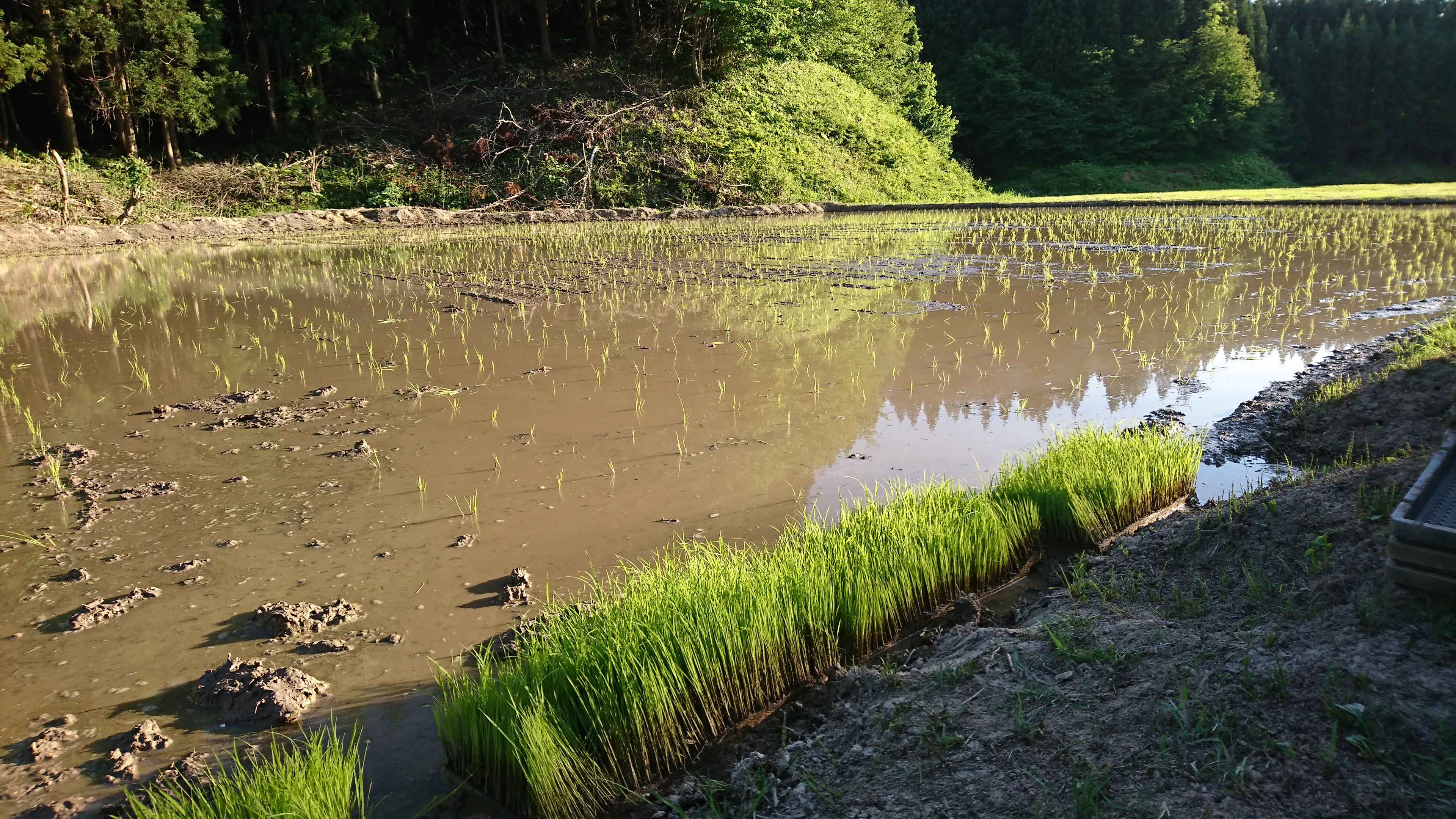 米糠ぼかし肥料除草の二日目