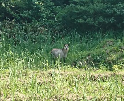 ボカシ肥料と22日間降雨がない場合について