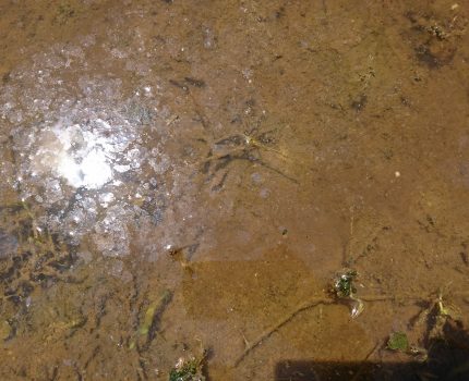 田植え後5日目、雑草の発芽確認