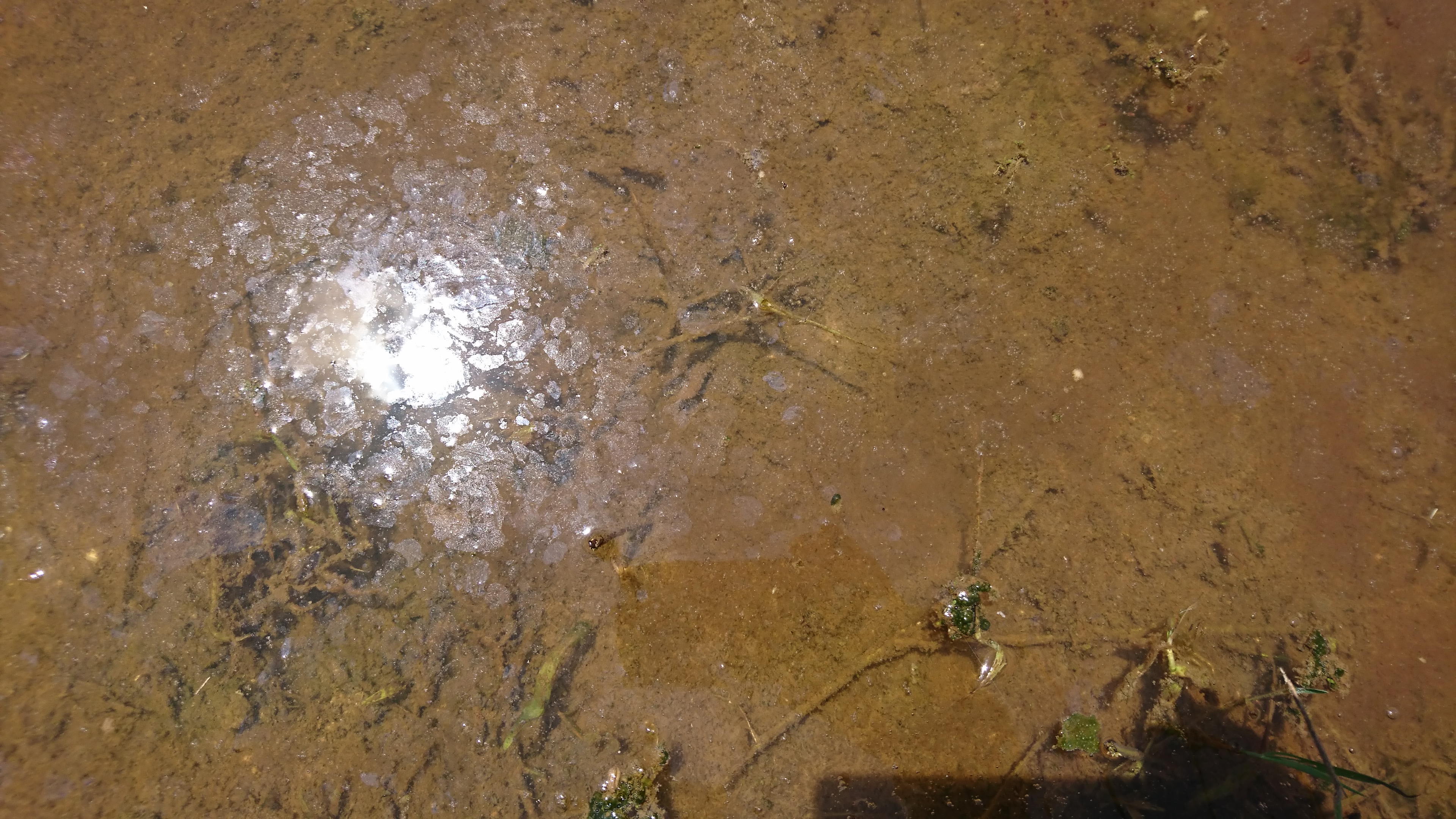 田植え後5日目、雑草の発芽確認