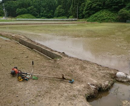 水田除草の時間
