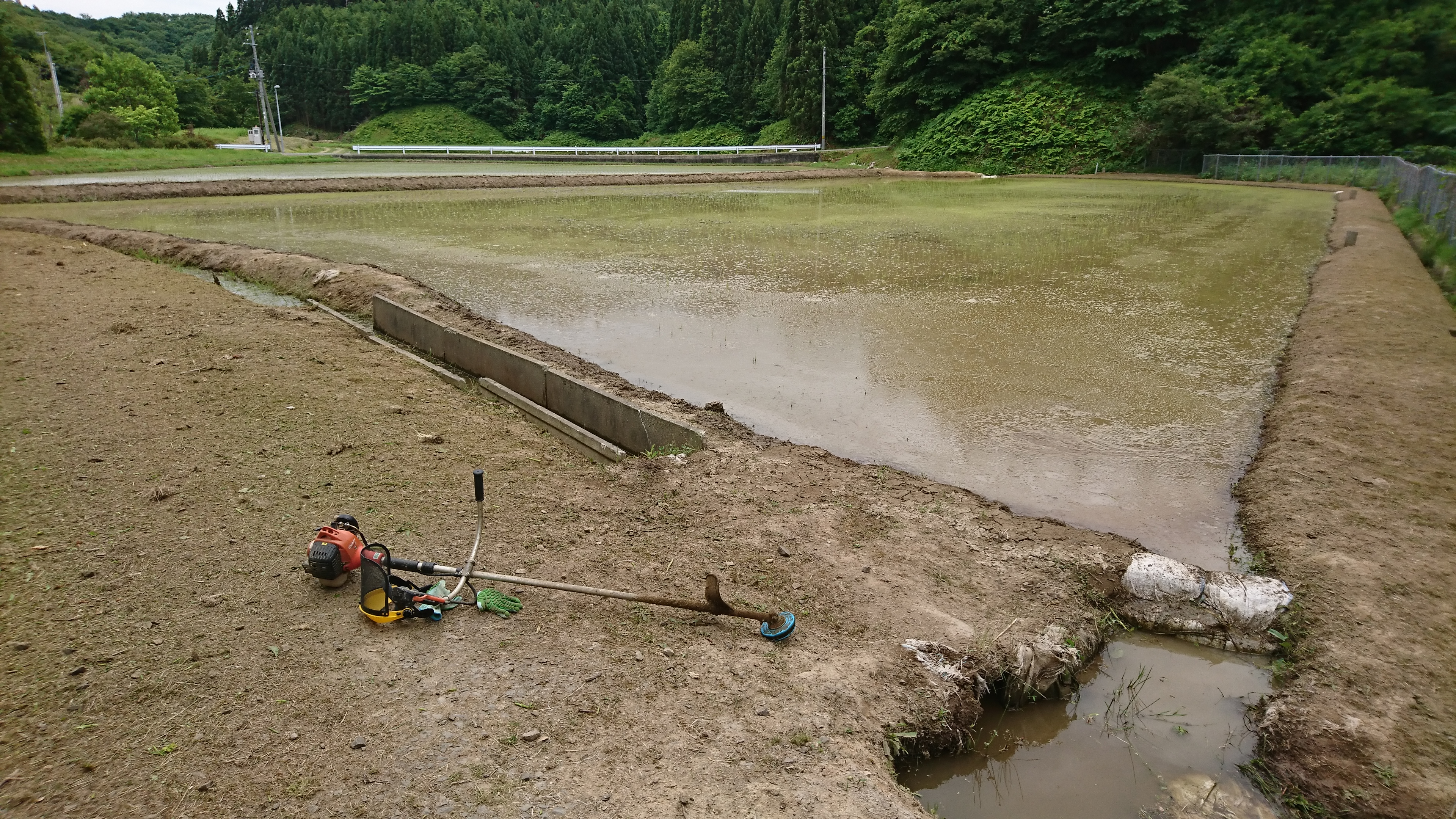 水田除草の時間
