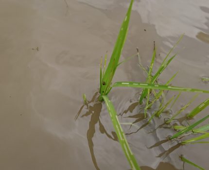 イネゾウムシの被害と米糠除草