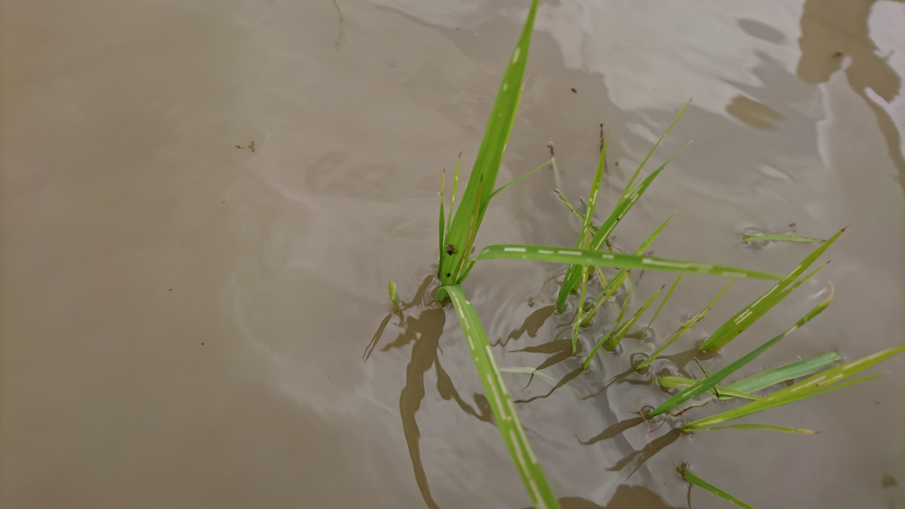 イネゾウムシの被害と米糠除草