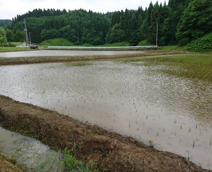 田植え後9日目