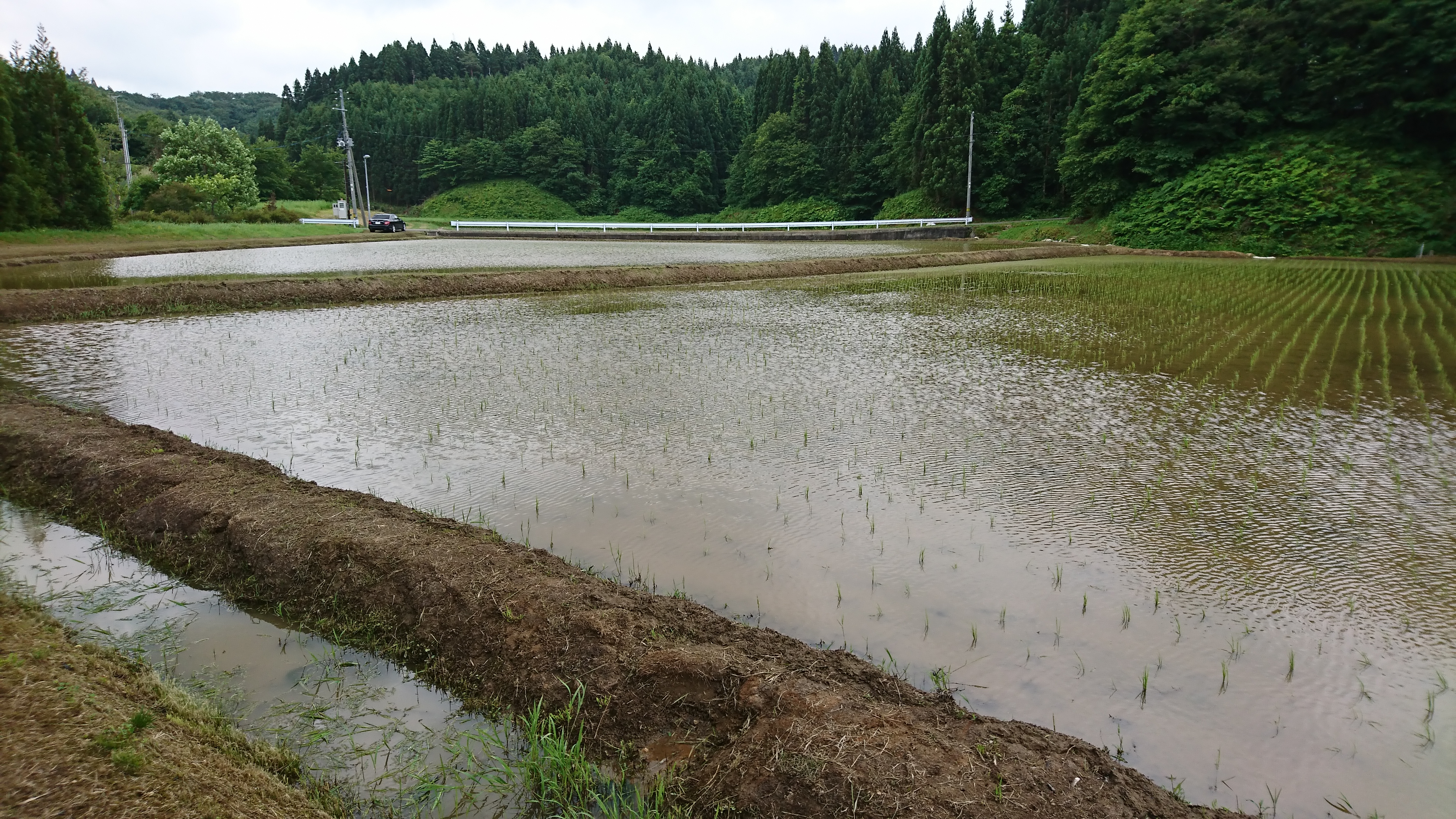田植え後9日目