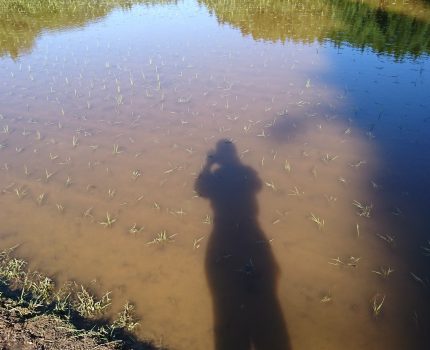 水没していた稲が復活
