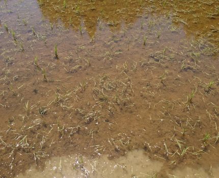 イネ科雑草多発地帯