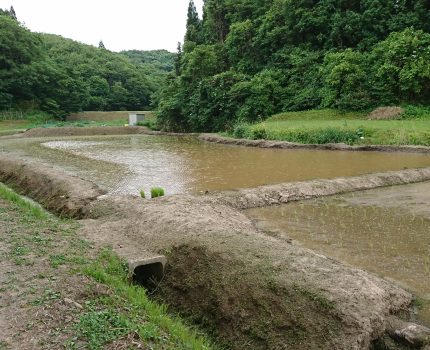 ヤクザ草刈り