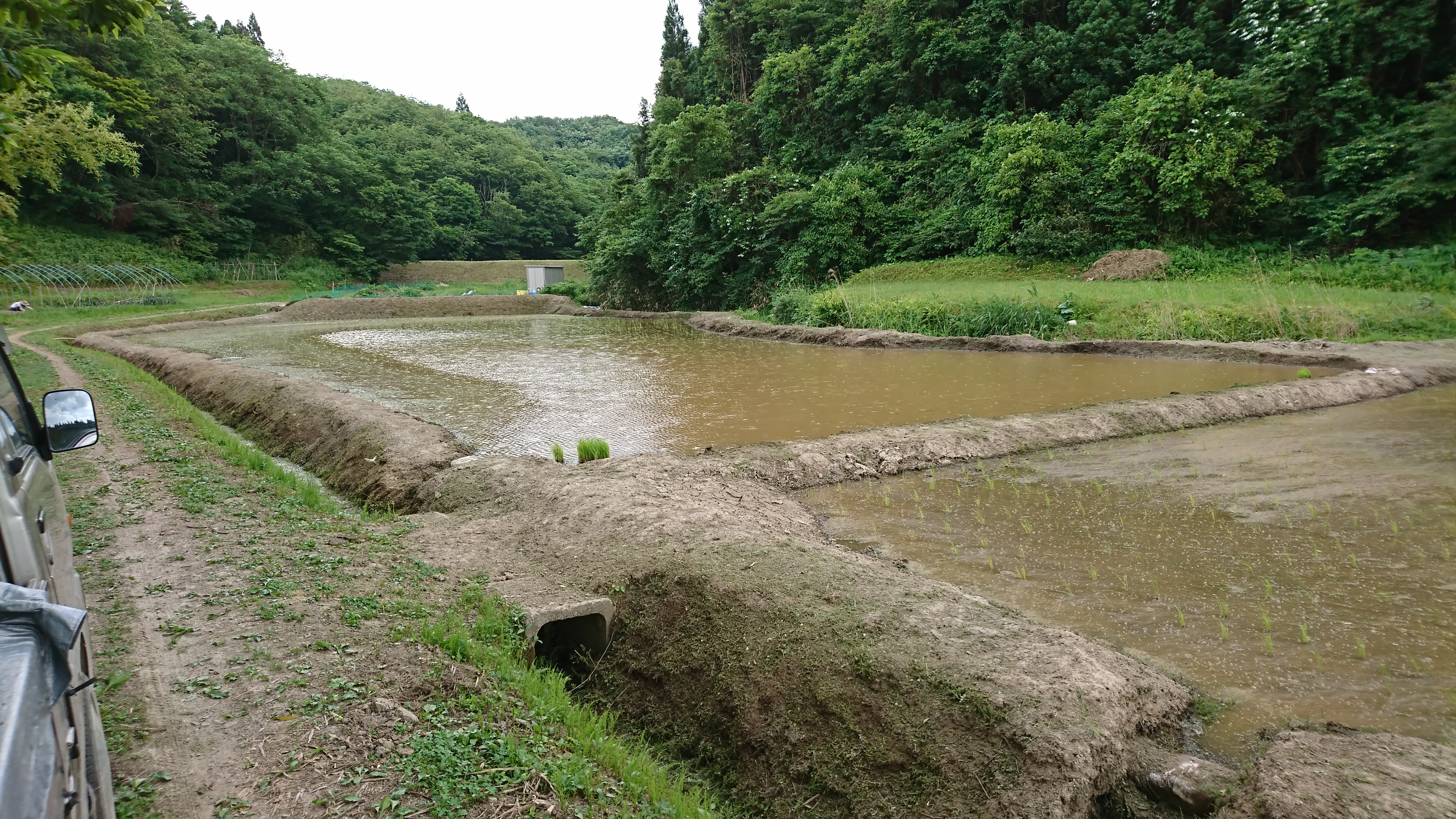 ヤクザ草刈り