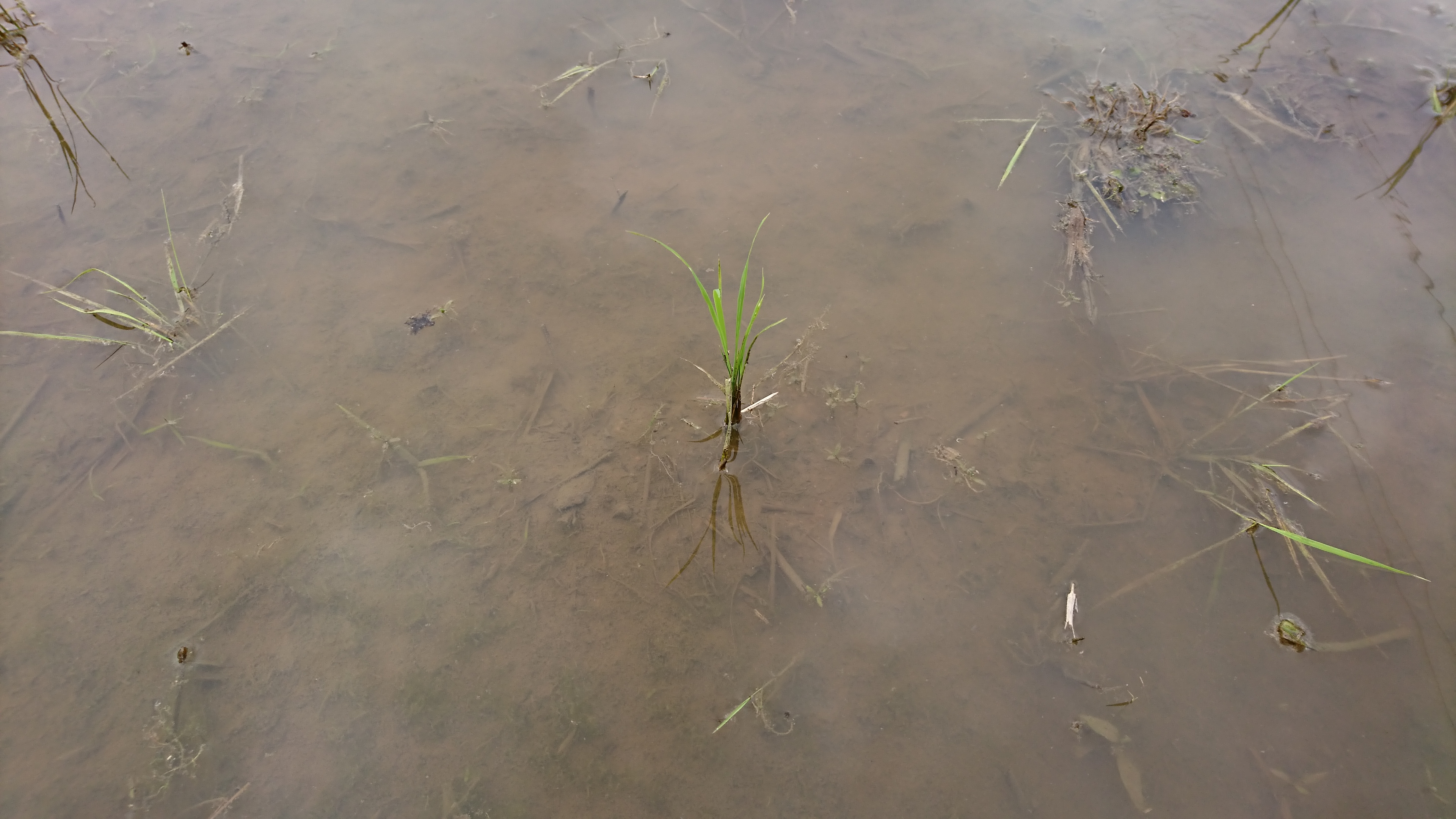 2回目の水田除草