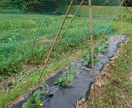 キュウリの誘引と水田除草