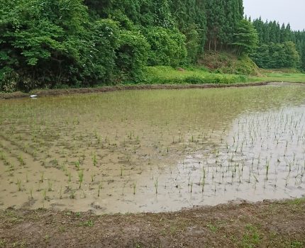 水田除草の株間