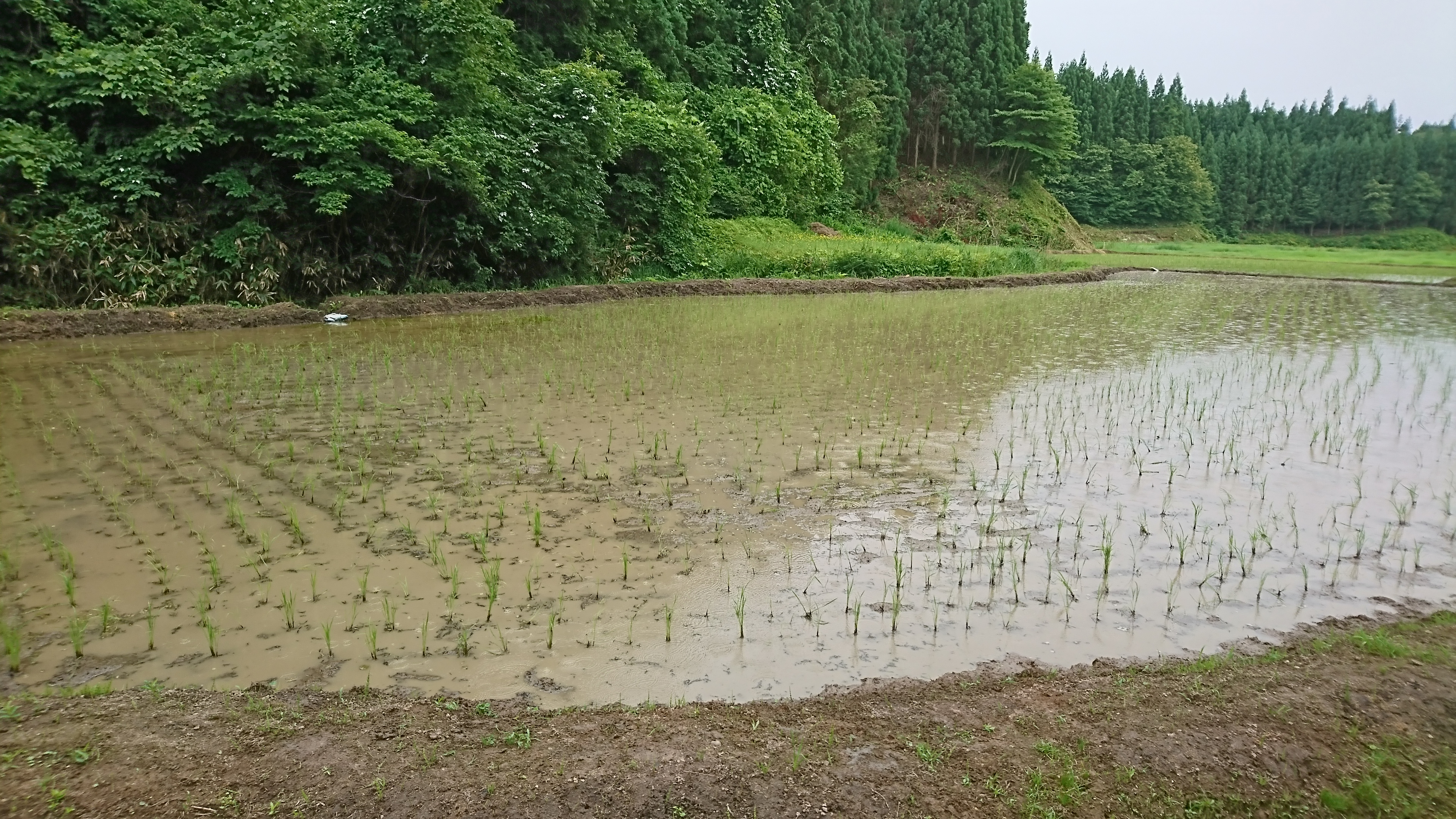 水田除草の株間