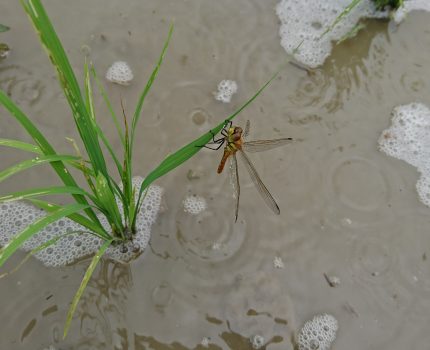 足水田除草とトンボの巣立ち