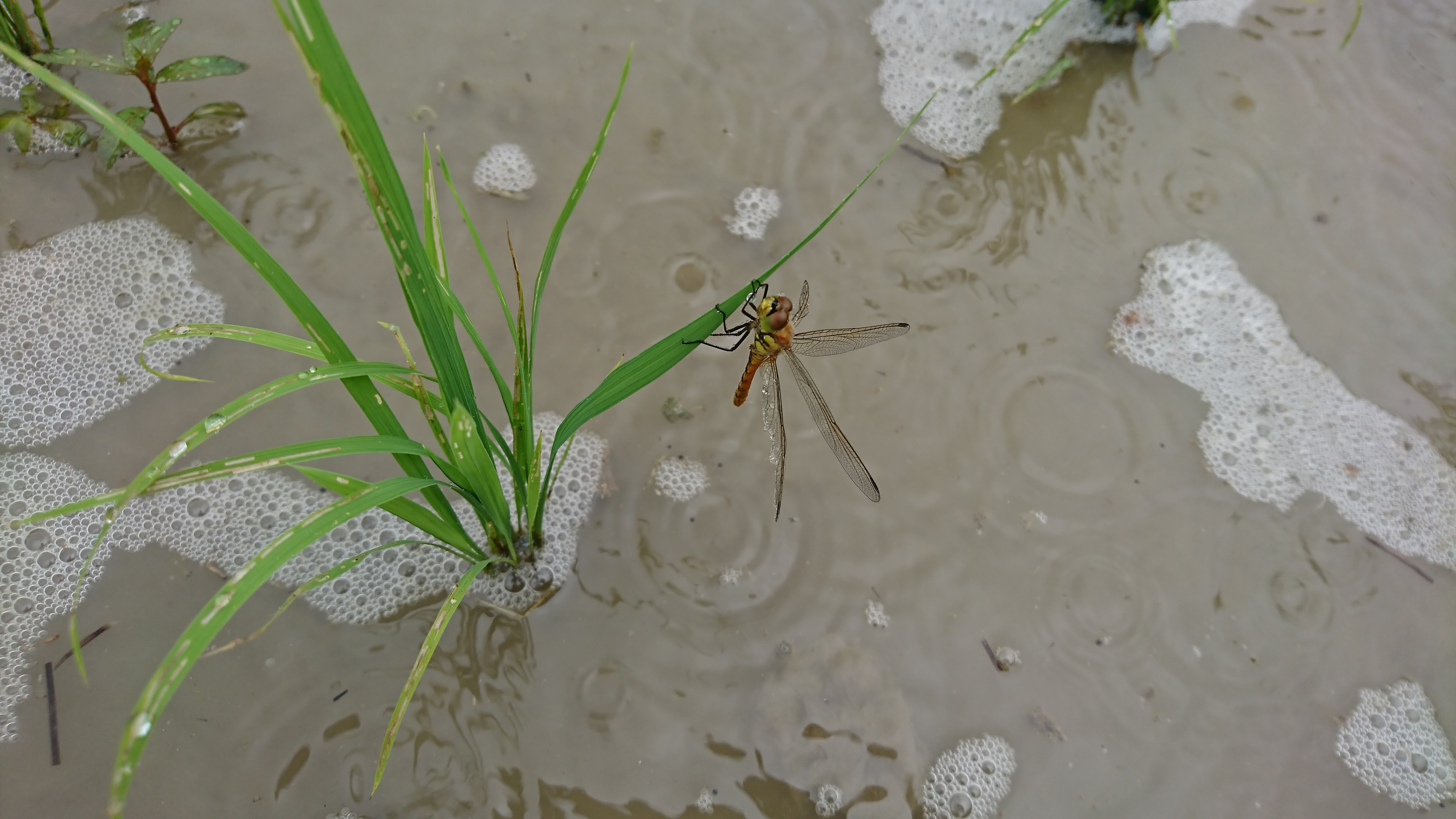 足水田除草とトンボの巣立ち