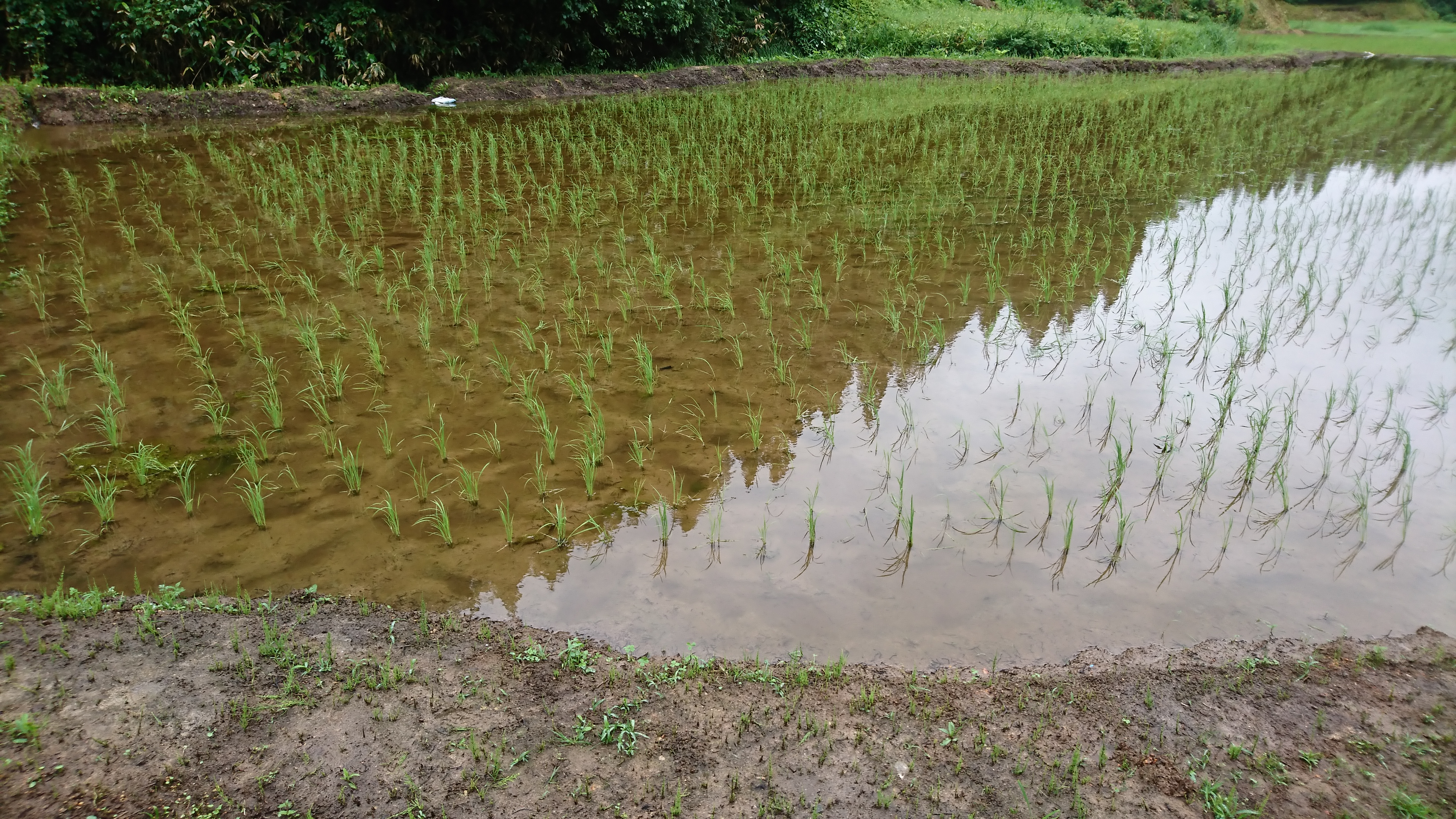 無農薬田んぼの除草【続・株間足除草編】