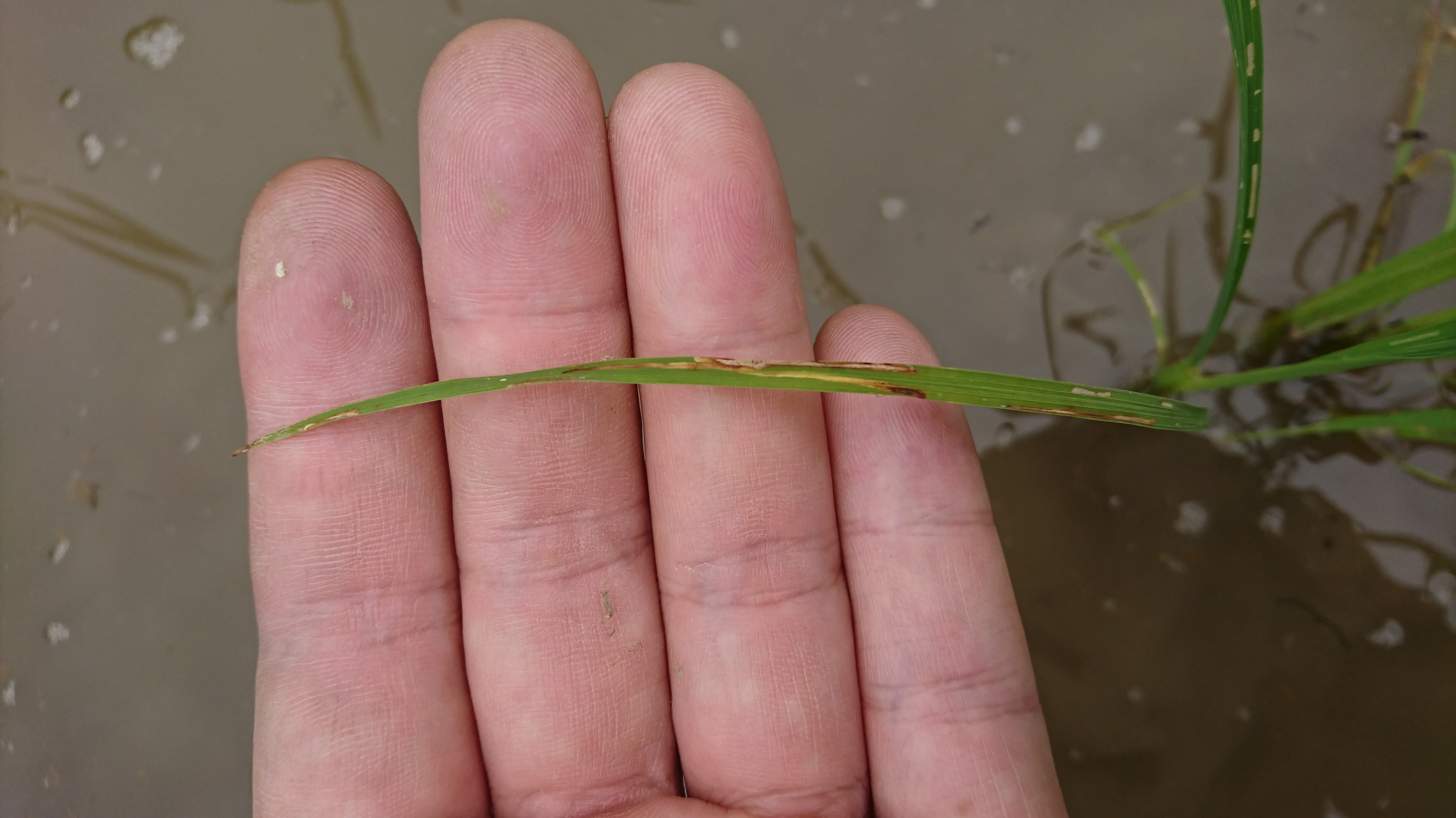 【無農薬水稲】稲の病気と害虫、水田雑草