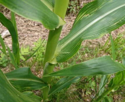 トウモロコシの雌穂と水田手除草のやり方