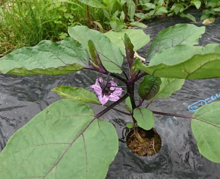 ナスの開花、うどん粉病の自然治癒、水田手除草