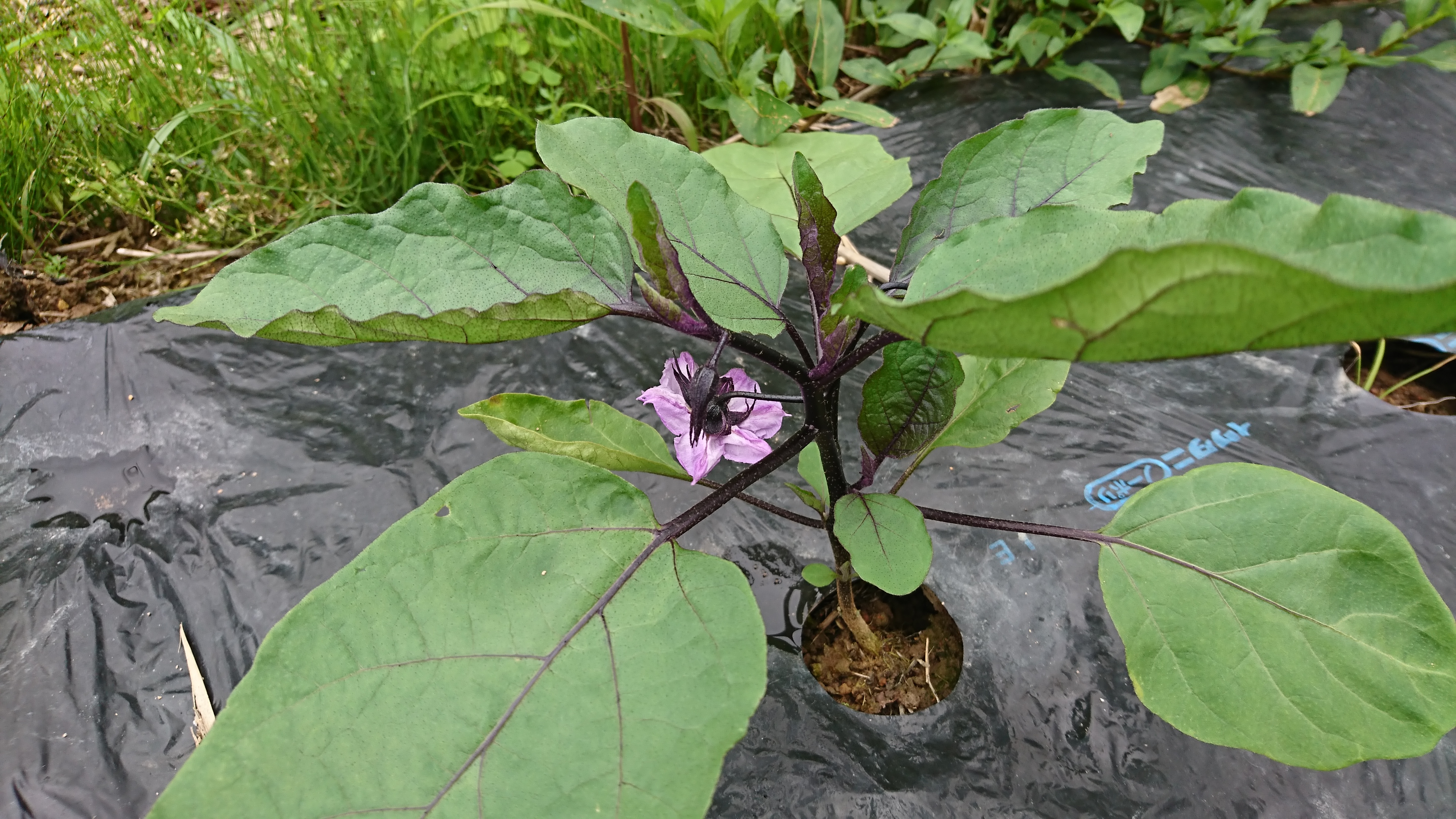 ナスの開花、うどん粉病の自然治癒、水田手除草